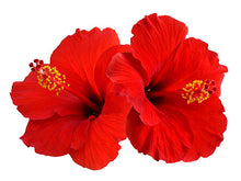 Load image into Gallery viewer, Rose Water, Hibiscus & Clove- Nature's Hydration