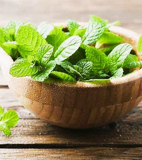 Lose Weight With Peppermint Essential Oil
