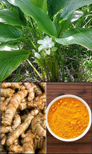 Load image into Gallery viewer, Collage of turmeric plant, roots, and powder on a wooden surface.
